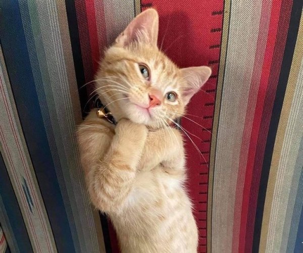 Good Stories (20 pics)