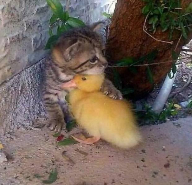 Acid Picdump 1 (80 pics)