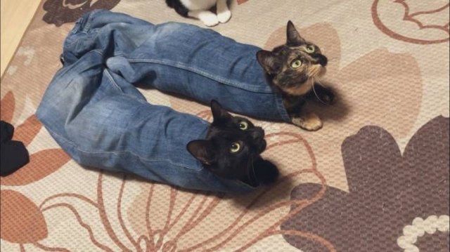Acid Picdump 1 (80 pics)