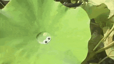Acid Gifdump, April 21 (25 gifs)