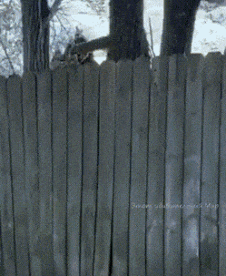 Acid Gifdump, April 21 (25 gifs)