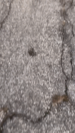 Acid Gifdump, April 21 (25 gifs)