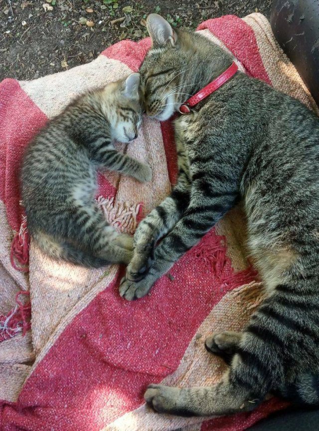 A Lot Of Love In Here (16 pics) A Lot Of Love In Here (16 pics)