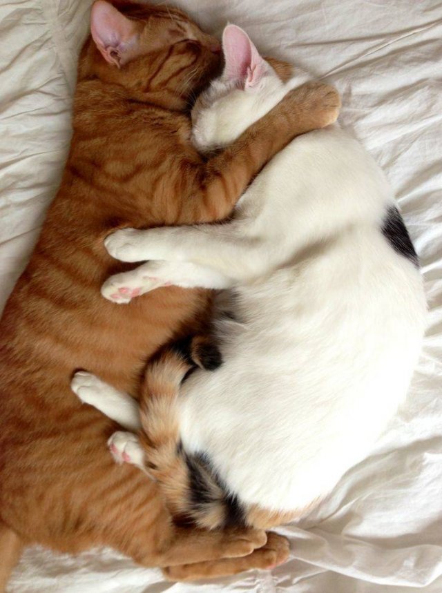A Lot Of Love In Here (16 pics) A Lot Of Love In Here (16 pics)