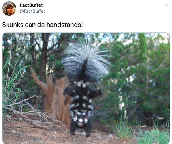 Intriguing Facts (34 pics)
