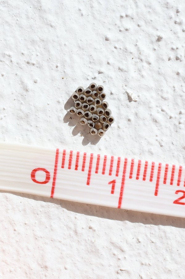 Tiny Things (22 pics)