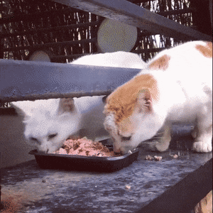 Acid Gifdump, April 22 (25 gifs)