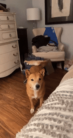 Acid Gifdump, April 22 (25 gifs)