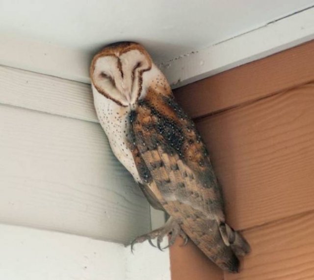 Great Camouflage (17 pics) Great Camouflage (17 pics)