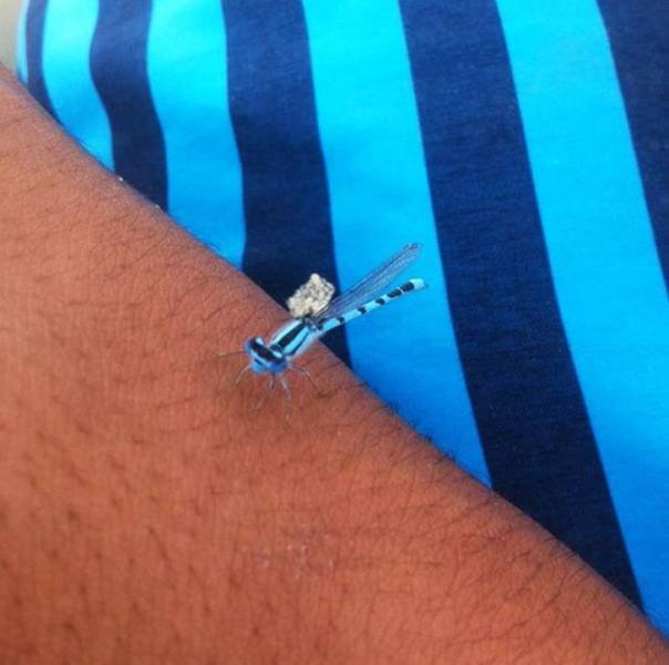 Great Camouflage (17 pics)
