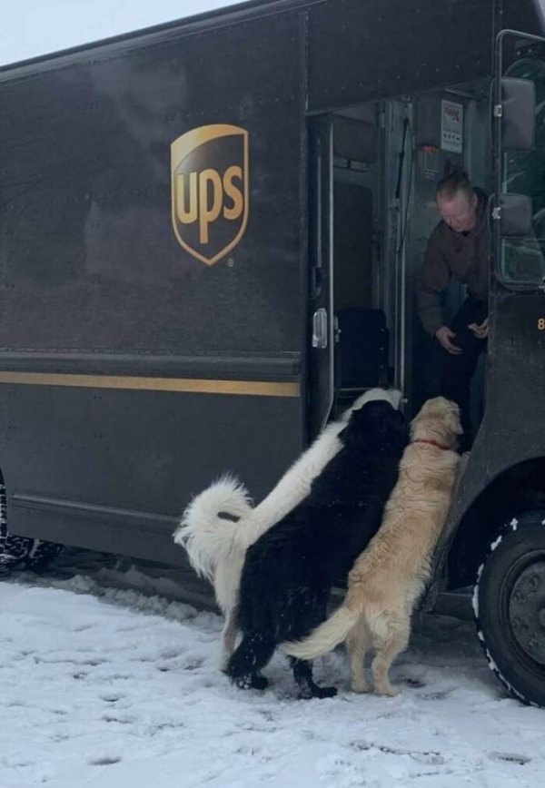 UPS Dogs (35 pics)