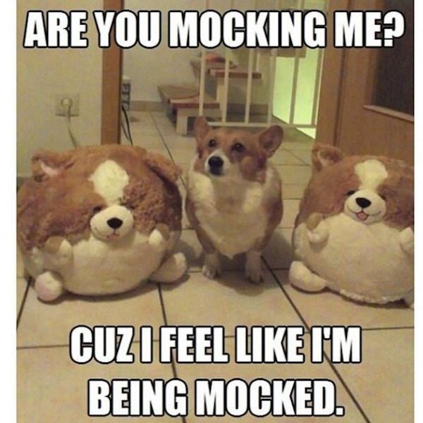 Dog Memes And Pictures (27 pics)