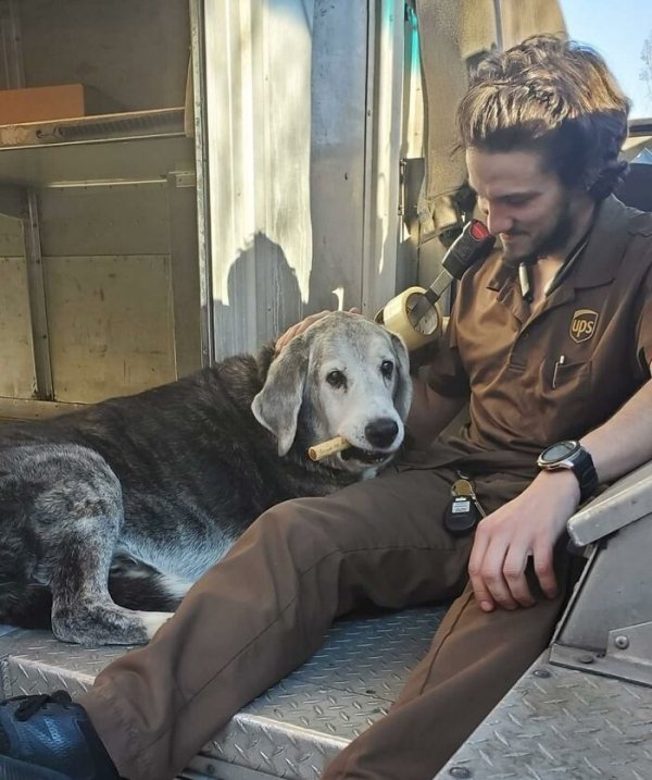 UPS Dogs (35 pics)