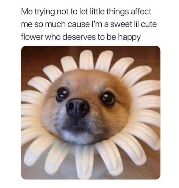 Dog Memes And Pictures (27 pics)