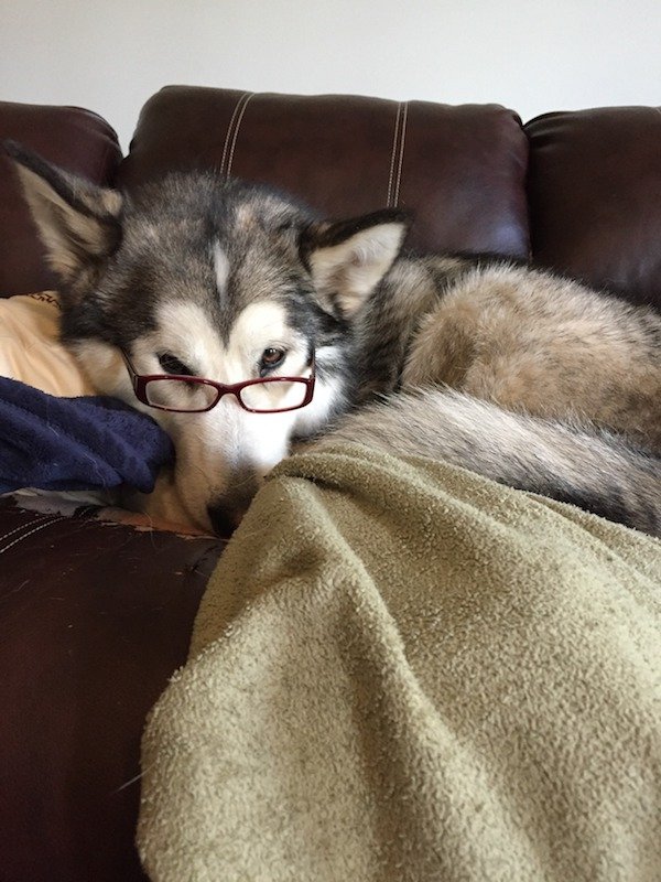 Dog Memes And Pictures (27 pics)