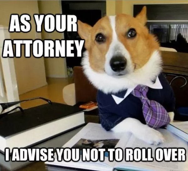 Dog Memes And Pictures (27 pics)