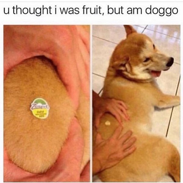 Dog Memes And Pictures (27 pics)