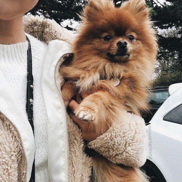 Dog Memes And Pictures (27 pics)