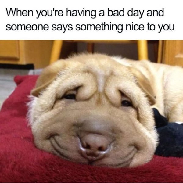 Dog Memes And Pictures (27 pics)