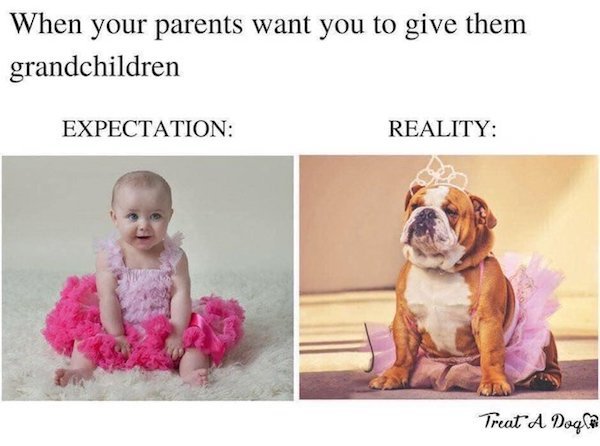 Dog Memes And Pictures (27 pics)