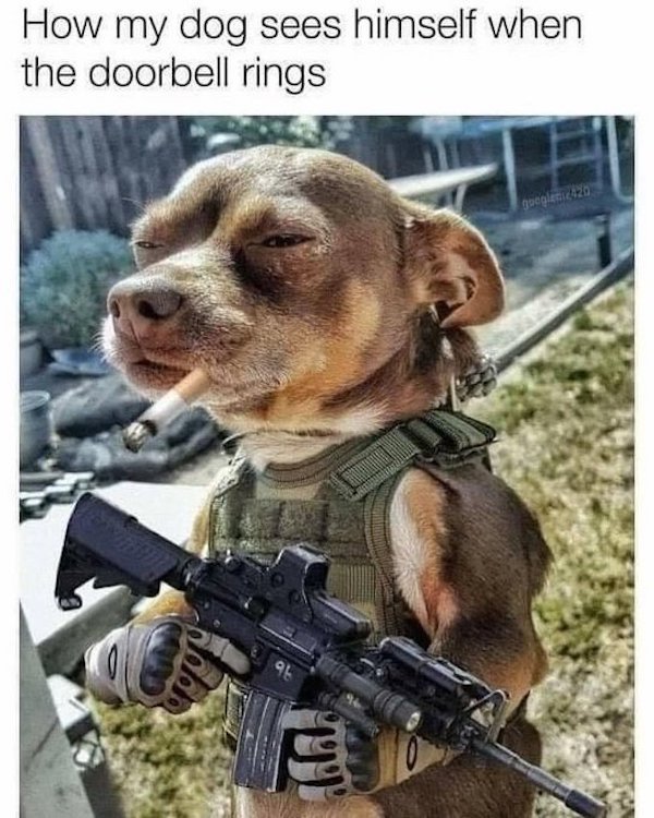Dog Memes And Pictures (27 pics)
