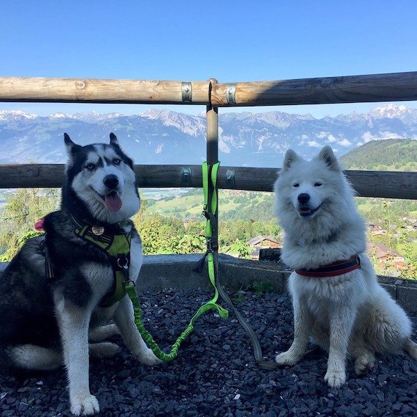 Dog Memes And Pictures (27 pics)