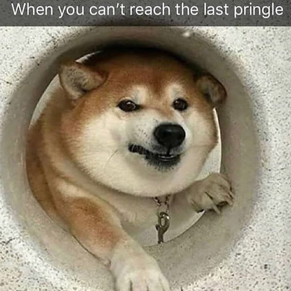 Dog Memes And Pictures (27 pics)