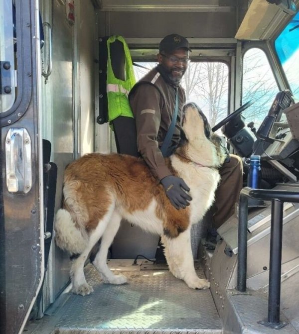 UPS Dogs (35 pics)