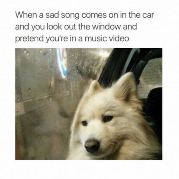 Dog Memes And Pictures (27 pics)