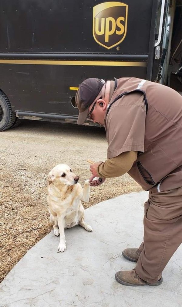 UPS Dogs (35 pics)