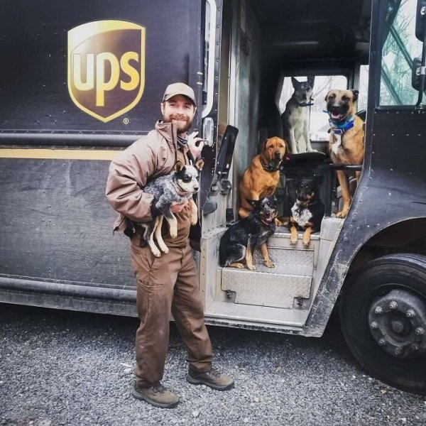 UPS Dogs (35 pics)