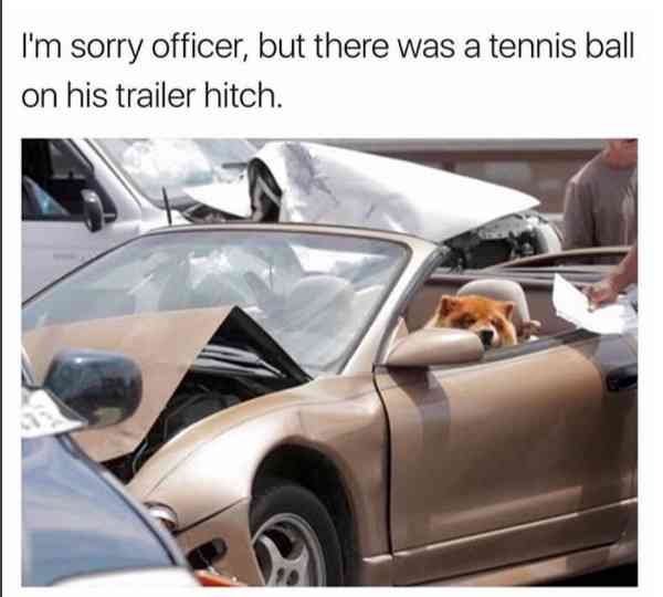 Dog Memes And Pictures (27 pics)