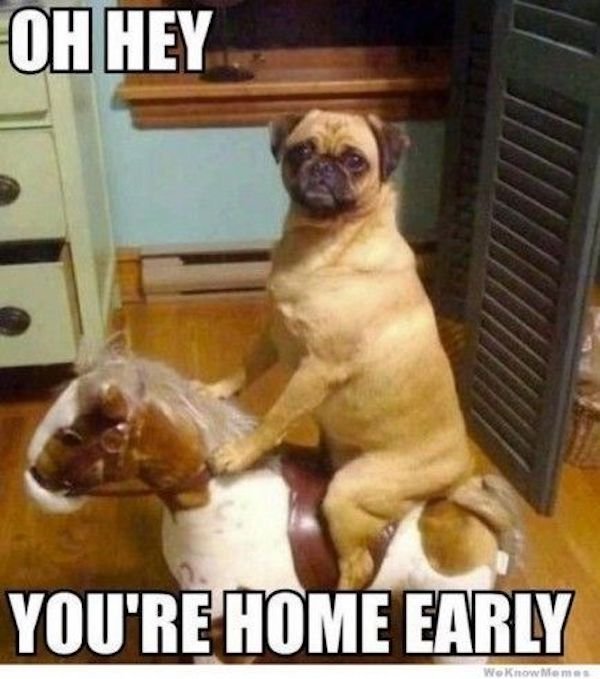 Dog Memes And Pictures (27 pics)