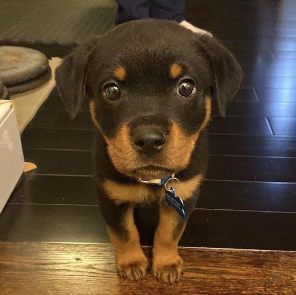 Dog Memes And Pictures (27 pics)