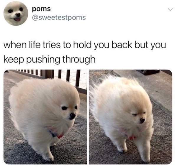 Dog Memes And Pictures (27 pics)