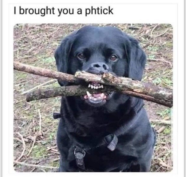 Dog Memes And Pictures (27 pics)