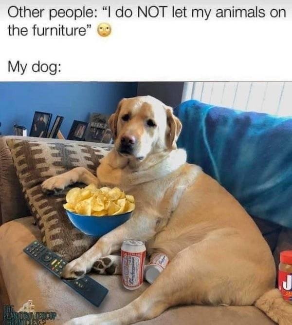 Dog Memes And Pictures (27 pics)