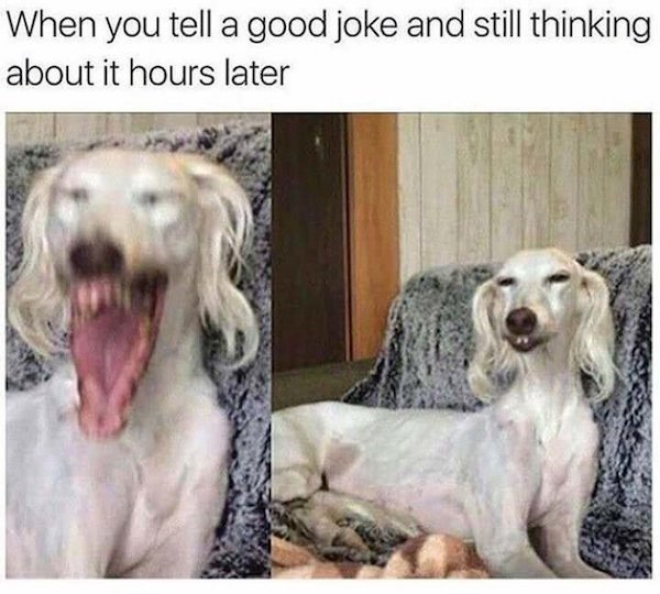 Dog Memes And Pictures (27 pics)