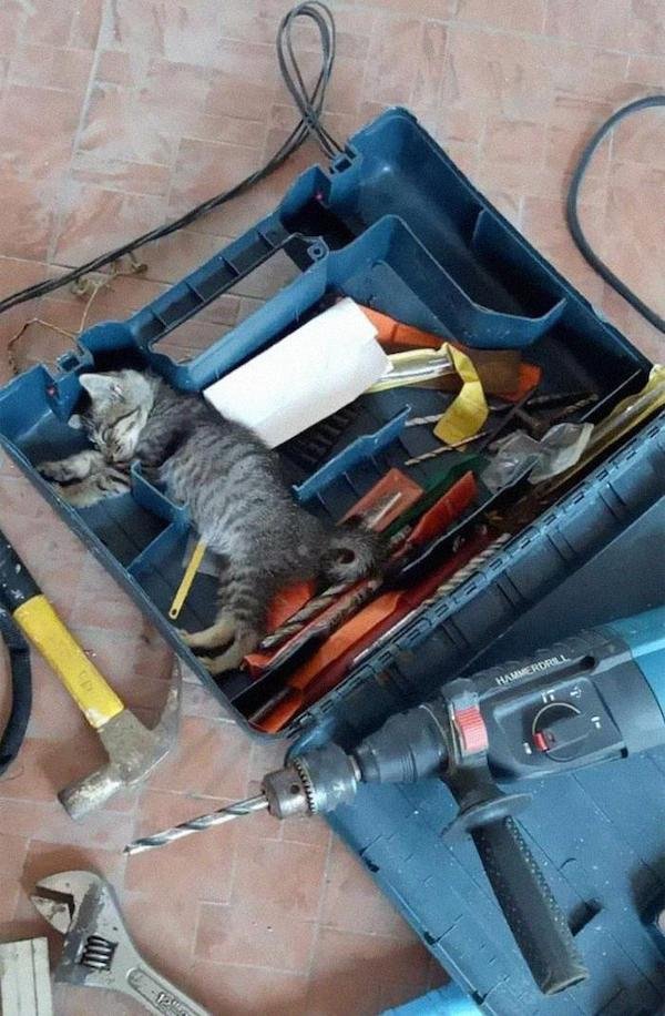 Cats With Jobs (32 pics)