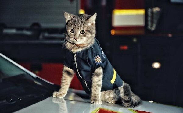 Cats With Jobs (32 pics)