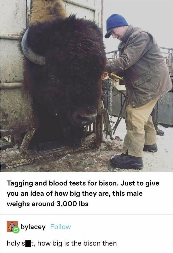 Giant's World (29 pics)