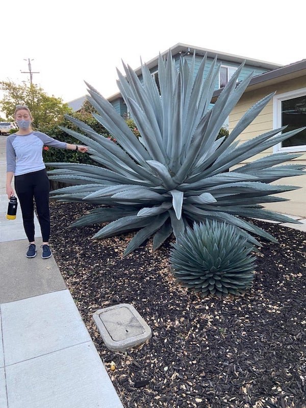 Giant's World (29 pics)