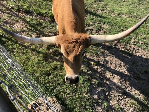 Texas Memes And Pictures (31 pics)