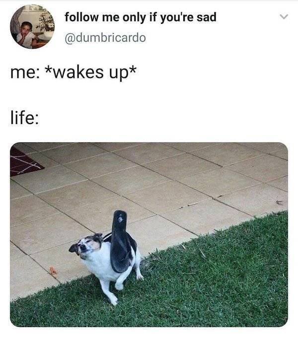 Dog Memes (27 pics)