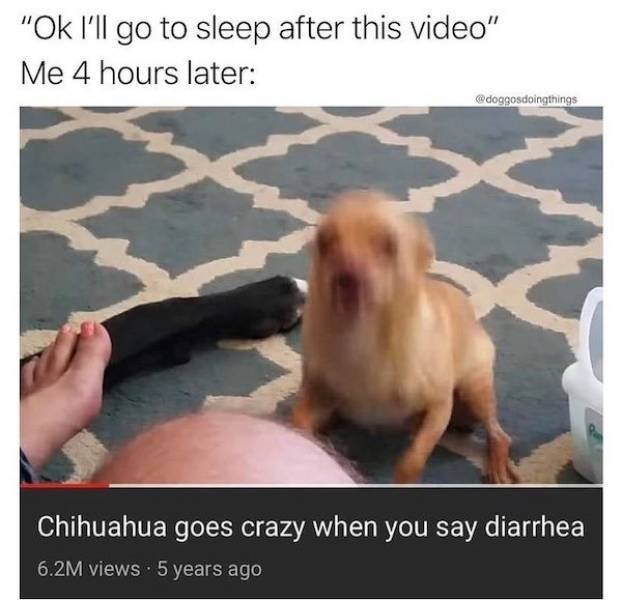 Dog Memes (27 pics)