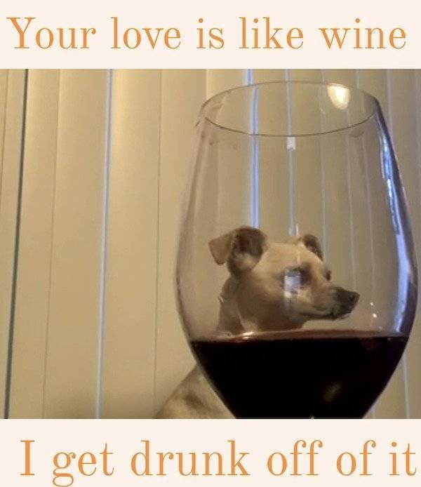 Dog Memes (27 pics)