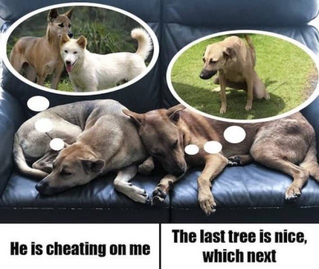 Dog Memes (27 pics)