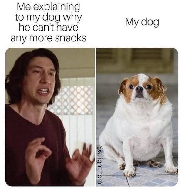 Dog Memes (27 pics)