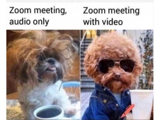 Dog Memes (27 pics)