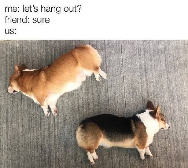Dog Memes (27 pics)